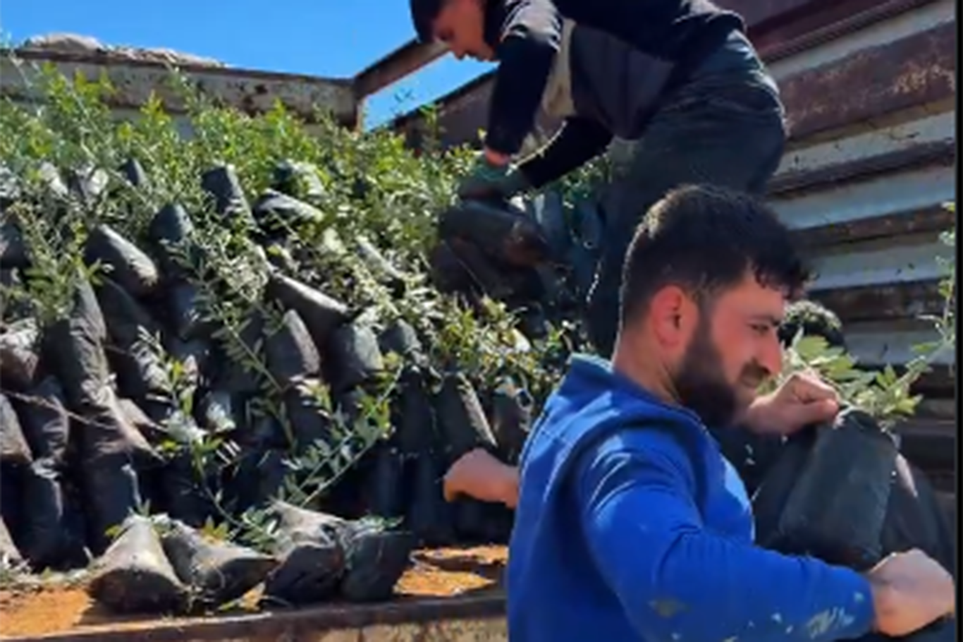 Üreticilere 4 bin zeytin fidanı dağıtıldı