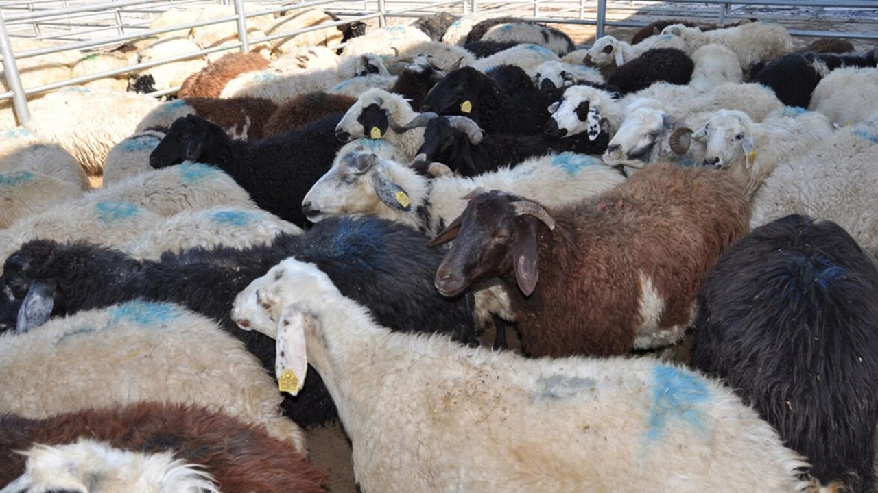 Besiciler açıkladı: Kurbanlık sorunu yok ama. ..
