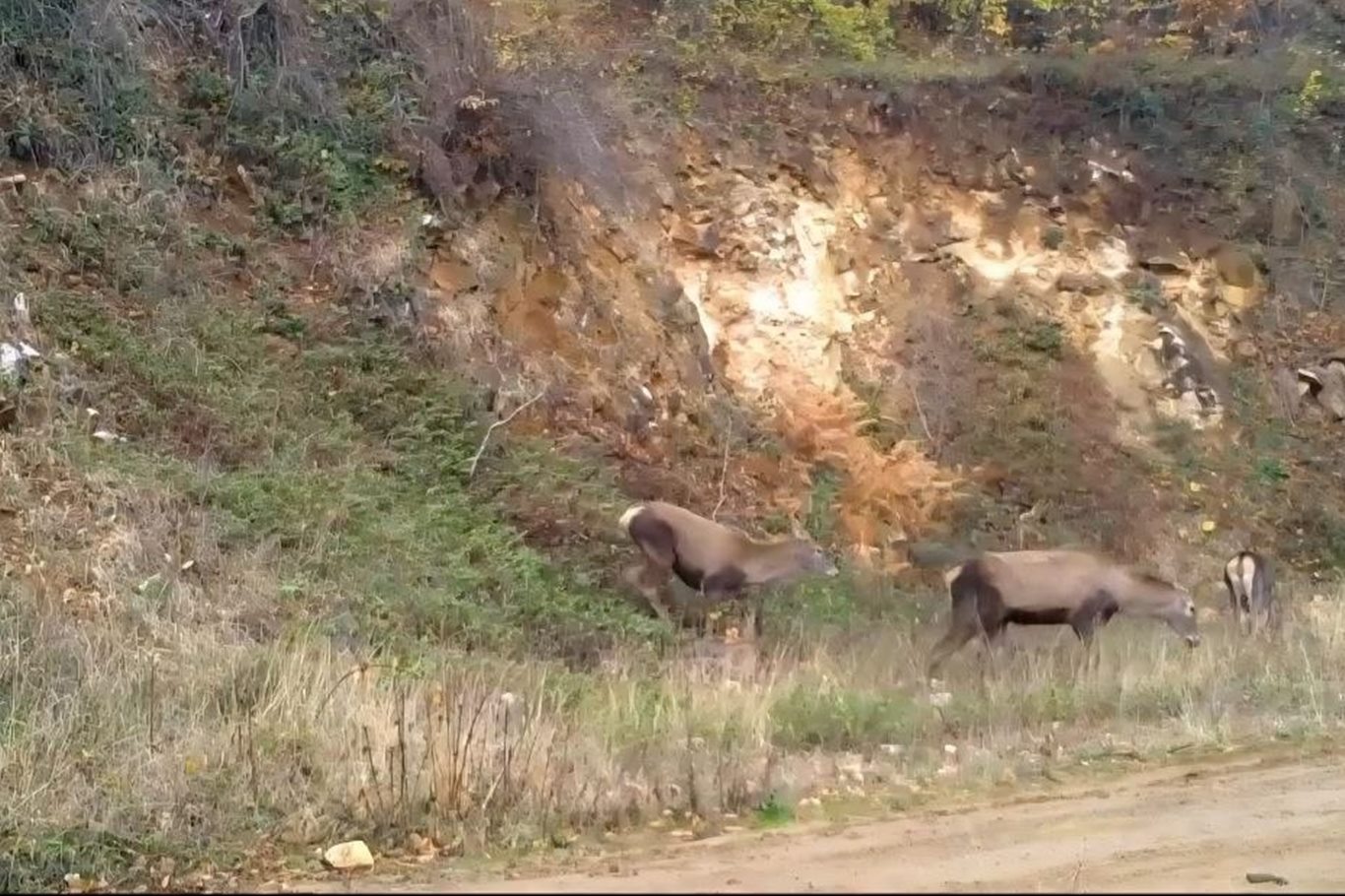 Bursa'da kızıl geyikler görüntülendi