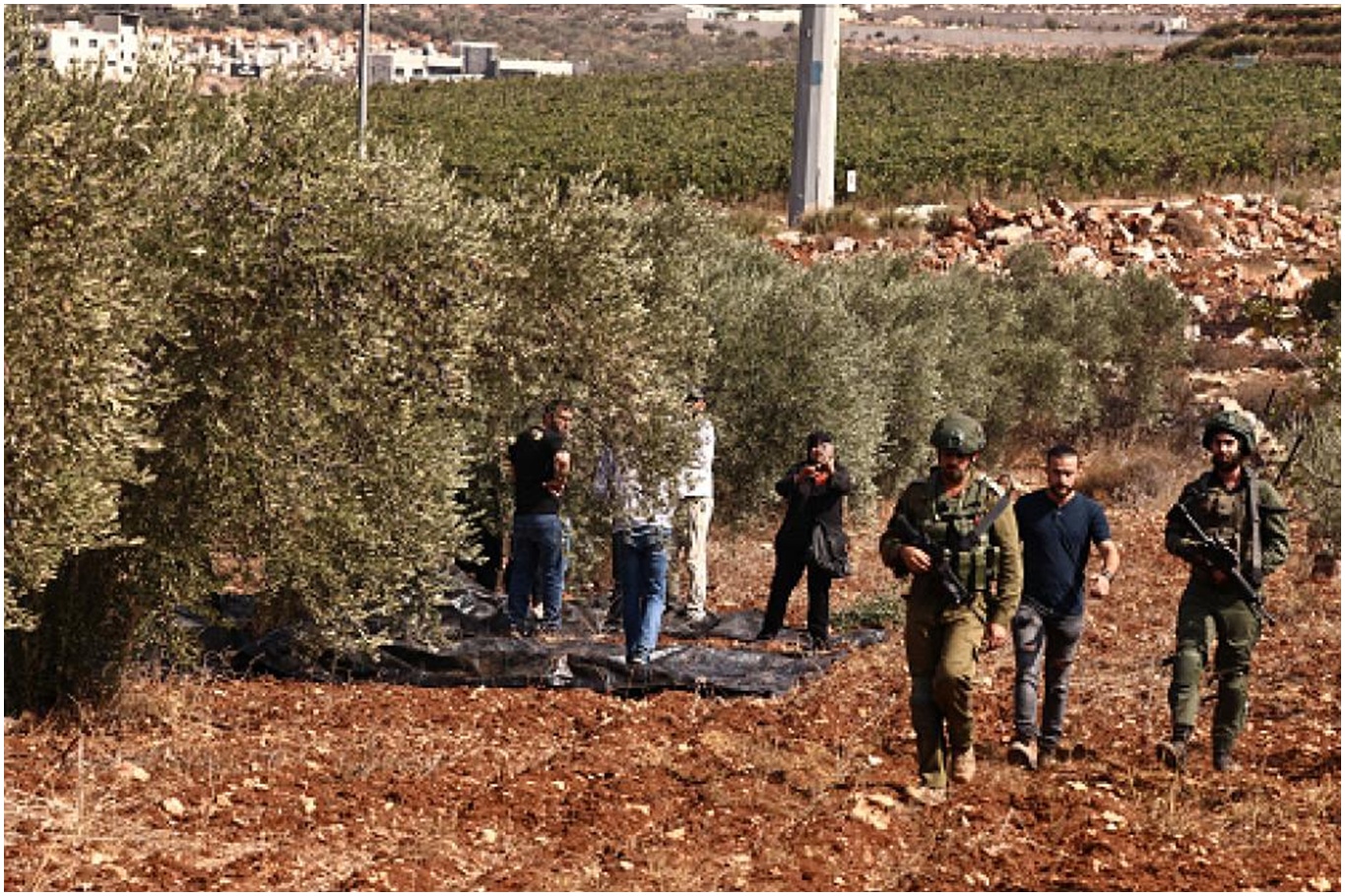 İşgalci siyonistler Batı Şeria'da yüzlerce zeytin ağacını söktü