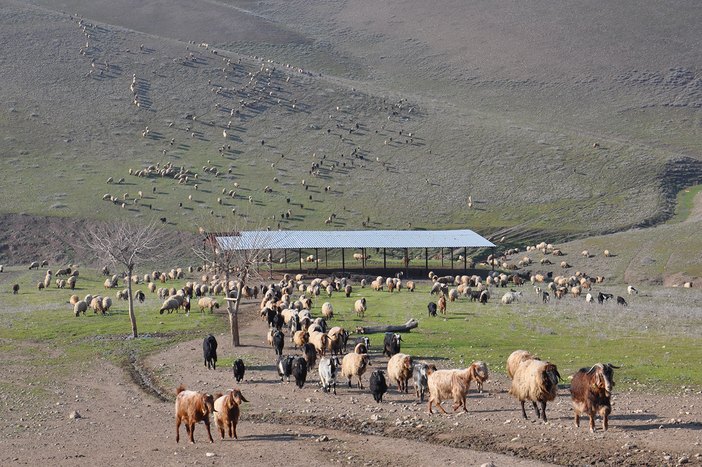 Kurbanlıkta sıkıntı yok, besicilerin gündemi yer sorunu