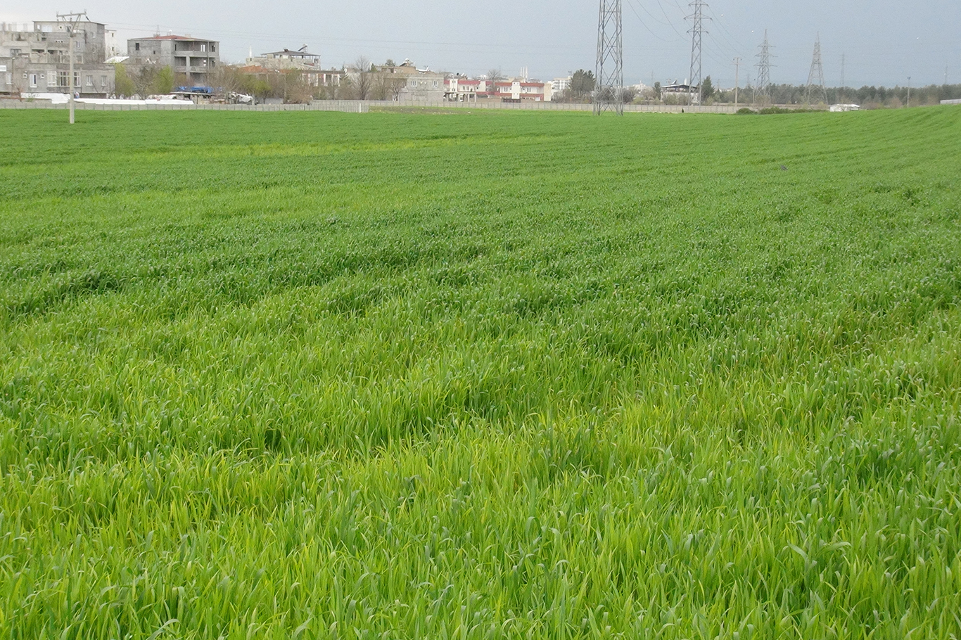 Çiftçiler yağış nedeniyle ilaçlama yapamıyor