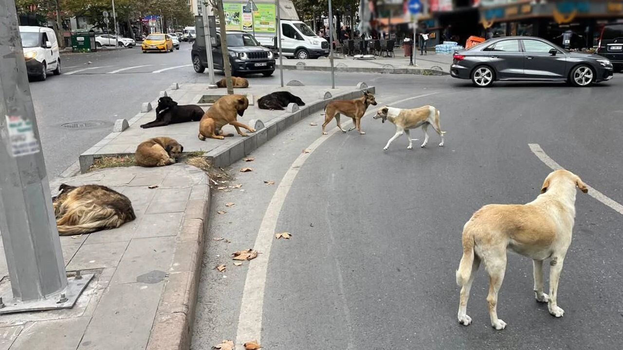 Vakasız gün yok! Bakan Çiftçi'den sahipsiz sokak hayvanlarına ilişkin açıklama