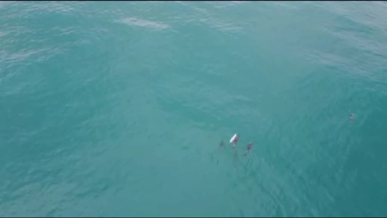Sinop'ta Yunusların av keyfi dron kameralarına yakalandı