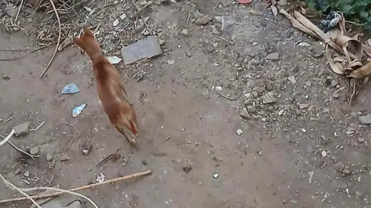 Köpek mi kurt mu? Kuduz şüphesi taşıyan gizemli hayvan 14 kişiyi yaraladı