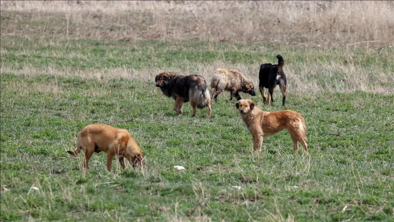 Şanlıurfa'da çocuğun sahipsiz köpeklerin saldırısına uğramasına ilişkin müfettiş görevlendirildi