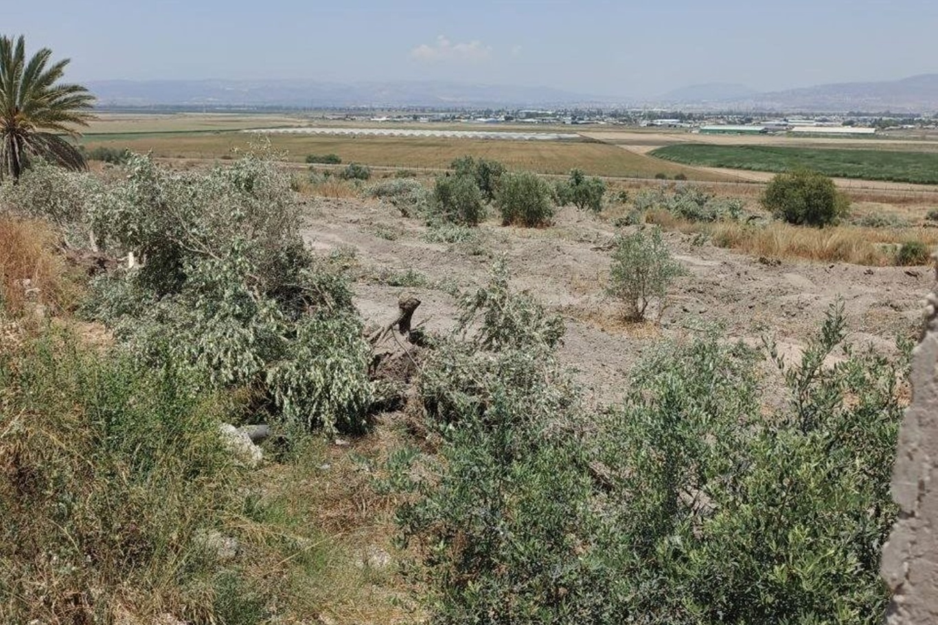 İşgalciler Filistin'de yüzlerce zeytin ağacını kökünden söktü