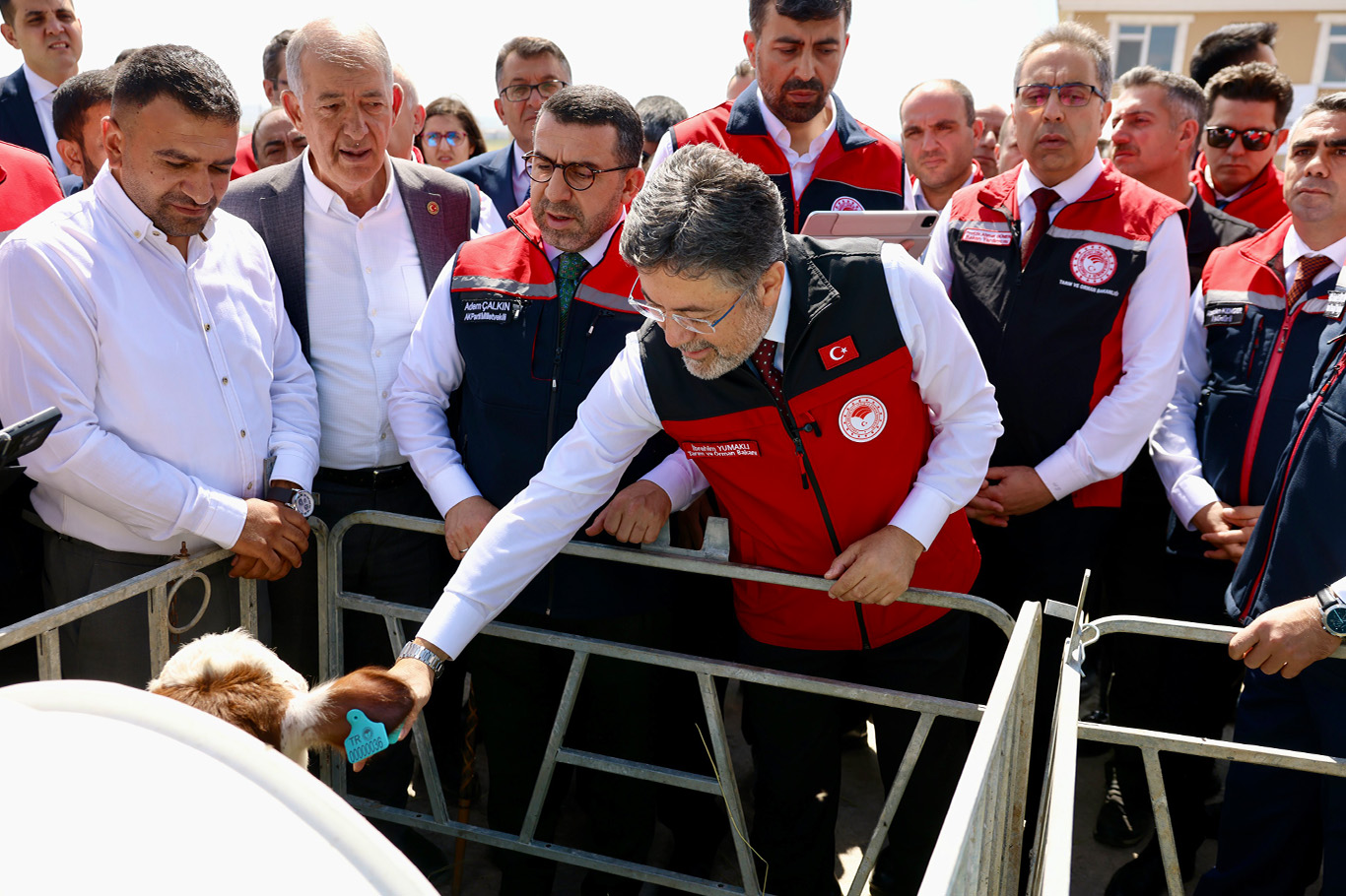 17 milyon büyükbaş hayvan için dijital küpe sistemi başlatıldı