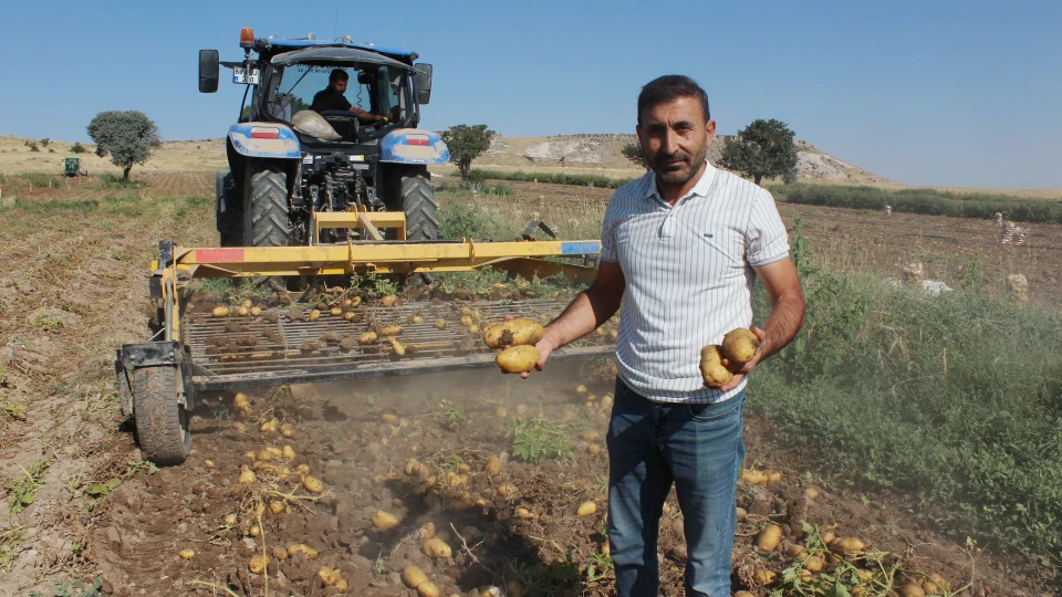 Tarlada 10, markette 40 lira: Aksaray'da patates hasadı devam ediyor