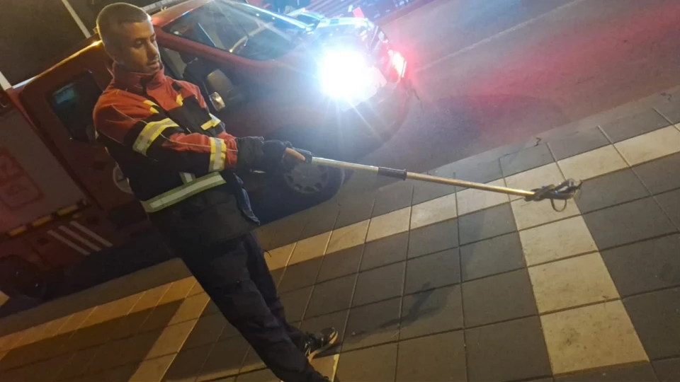 Cami bahçesinde yılan paniği: Yakalanarak doğaya bırakıldı
