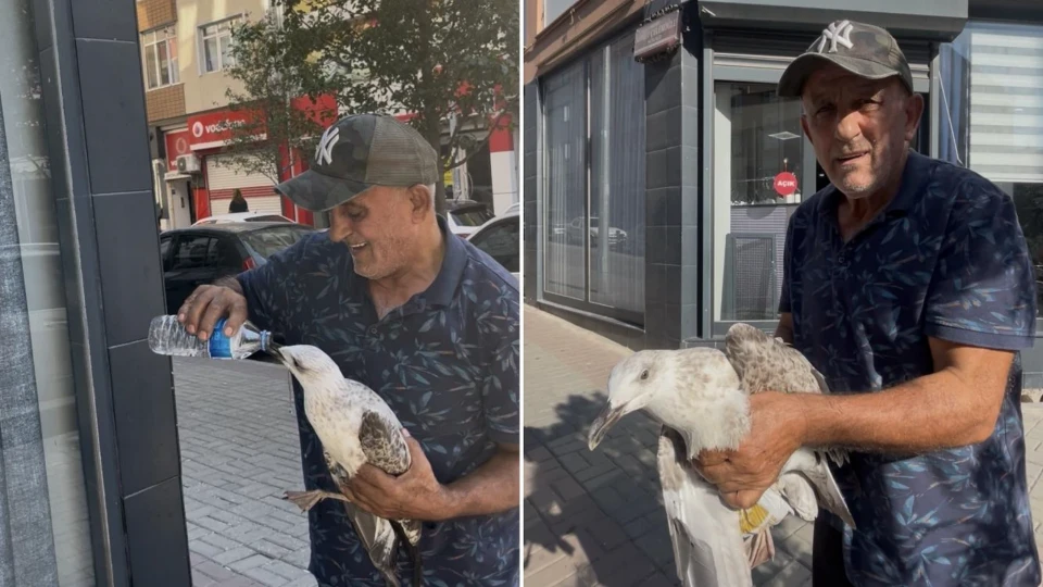 Çorlu'da bitkin düşen martıyı kucağına alıp sevdi: Kolunu ısırmasına rağmen böyle su içirdi