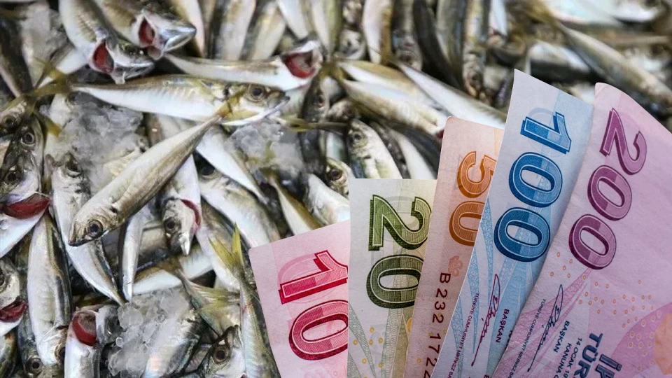 Denizlerde av sezonu açıldı, fiyatlar geriledi: Hamsi ve Palamut ne kadar?