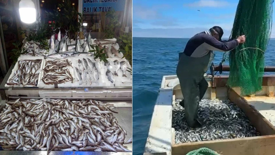 Karadeniz’de sezonun ilk avı: Ağları çeken balıkçılar gözlerine inanamadı