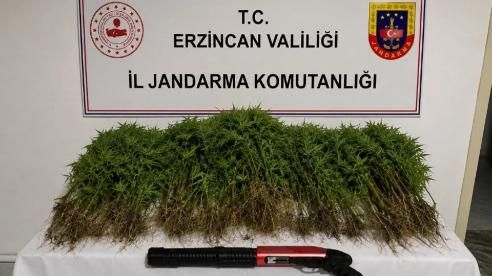 Tercan’da uyuşturucu operasyonunda 174 kök kenevir ele geçirildi