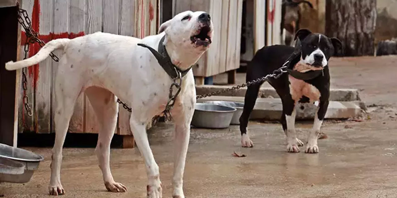 Köpek saldırısına uğrayan çocuğa 1 milyon 200 bin lira tazminat