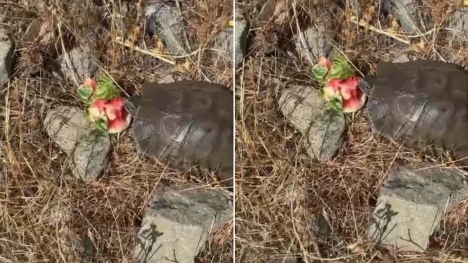 Susamış halde bulduğu kaplumbağaya karpuz ikram etti