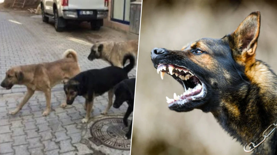 81 ilde dev operasyon başlıyor! Sokak hayvanları ve barınaklar için düğmeye basıldı