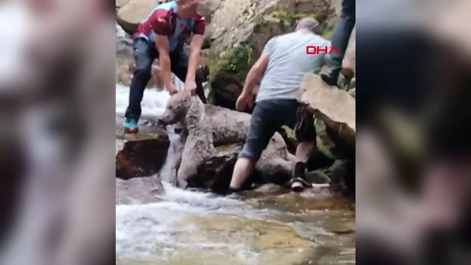 Dere kenarındaki kayalıklara sıkışan bozayıyı vatandaşlar kurtardı