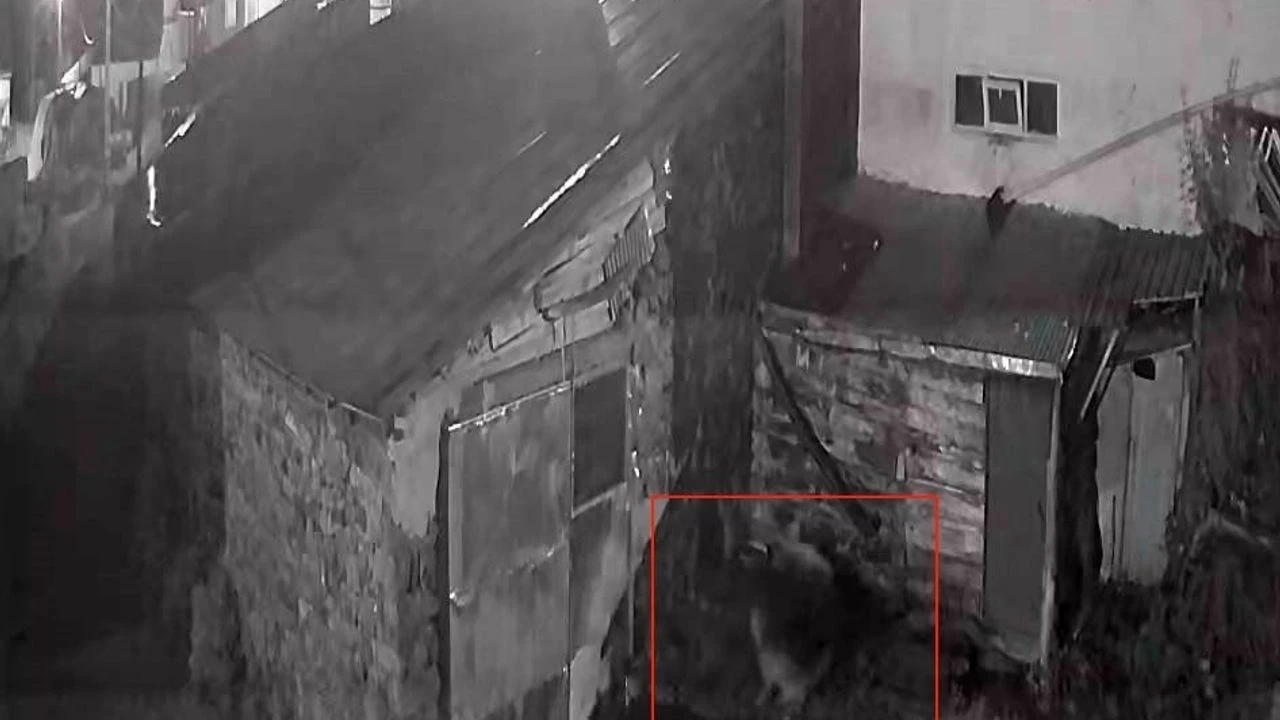 Gece yarısı köye kurt indi: Köpeğe saldırdığı anlar kamerada