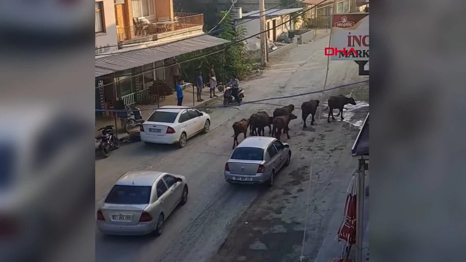 Hatay’da başıboş mandalar caddeye indi