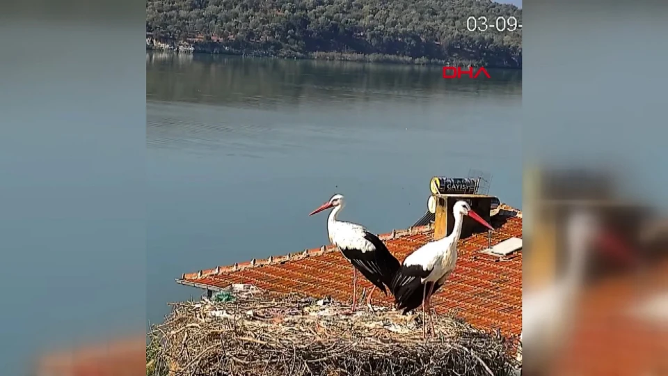 Yaren leylek ve eşi göç yolculuğu için yuvadan ayrıldı