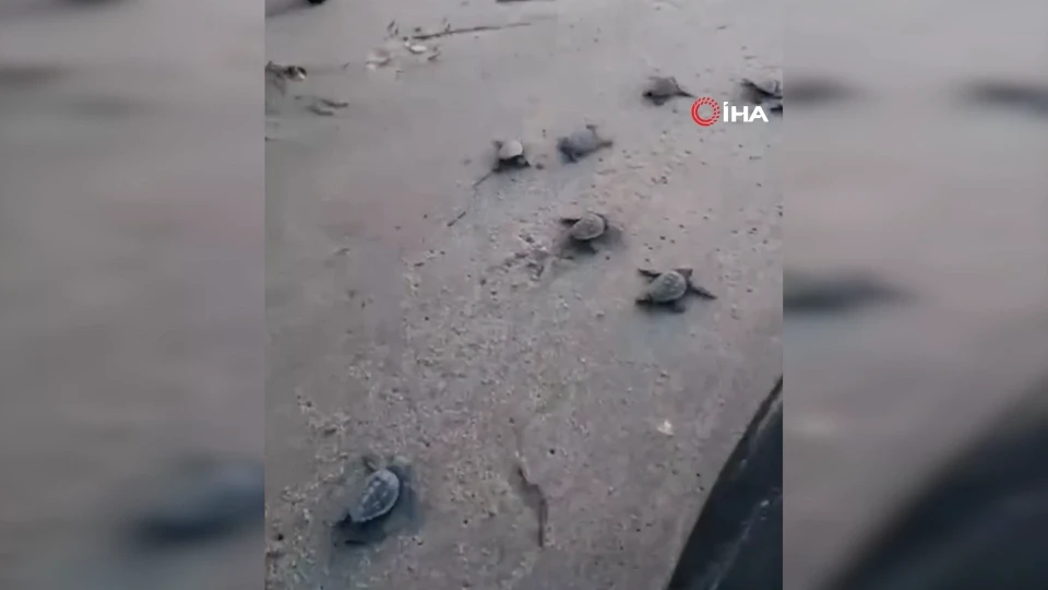 Aydın sahilinde minik carettalar akın akın denize koştu
