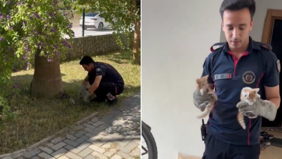 Osmaniye'de havalandırma boşluğuna düşen 3 yavru kedi böyle kurtarıldı