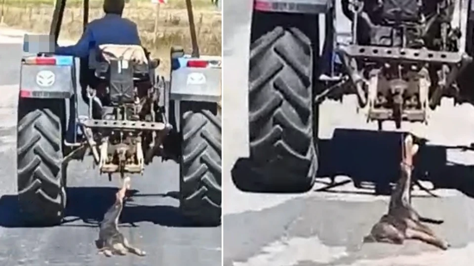 Görüntüler pes dedirtti: Vicdansız adam köpeği traktöre bağlayarak sürükledi