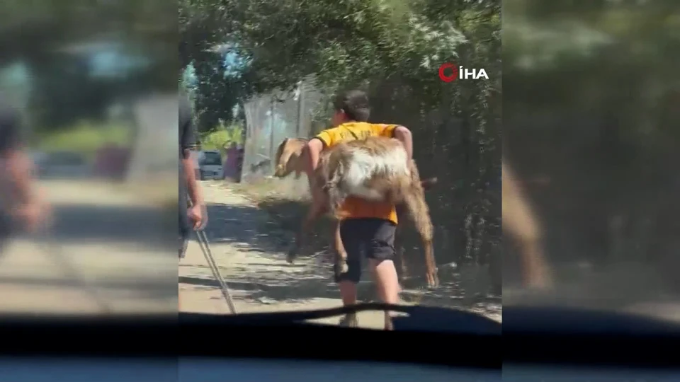 Besleyip büyüttüğü oğlağını yangın yerinden sırtında taşıyarak götürdü