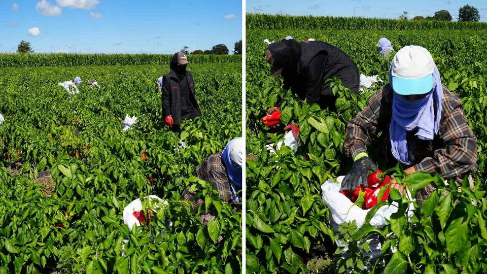 'Kırmızı altın' hasadı başladı: Ekonomiye 4 milyar TL katkı