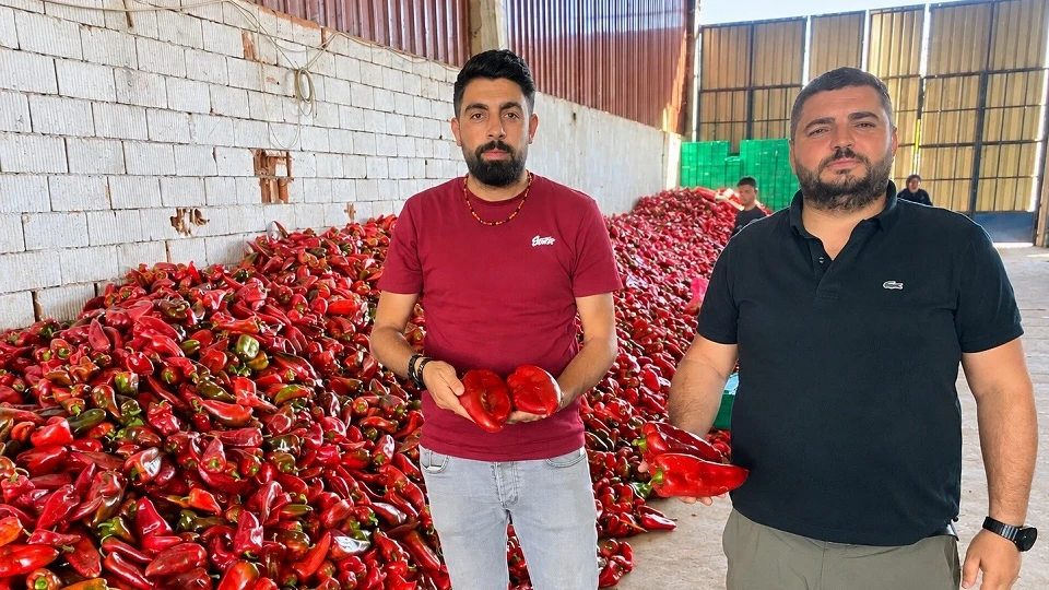 Kışlık salça yapacaklara müjde: 35 liradan 18 liraya indi
